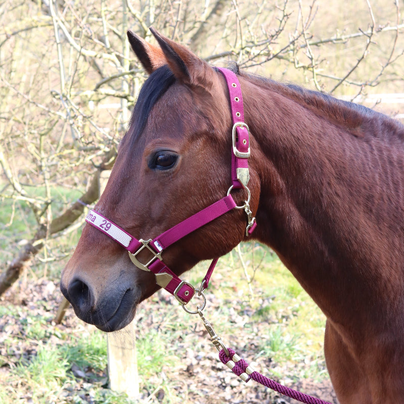 Halfter in Weinrot, bestickt
