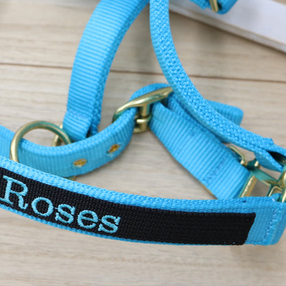 Halfter in Hellblau - Schwarz