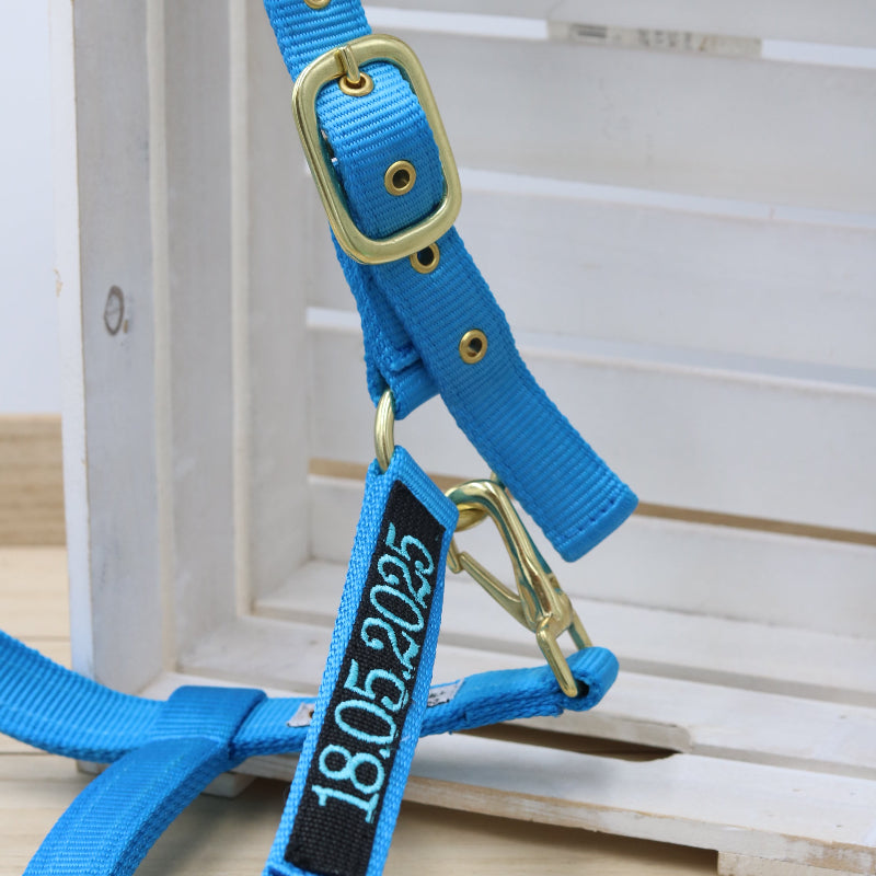 Halfter in Türkis - Schwarz